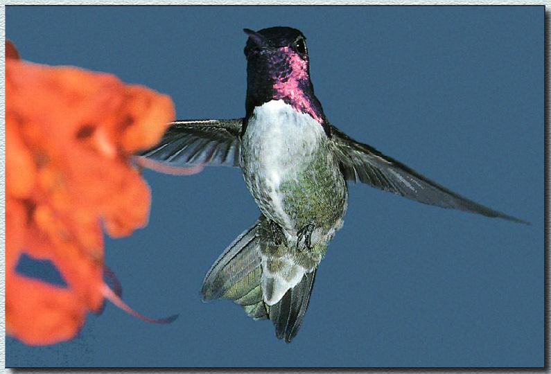 Hummingbird - Costa's; DISPLAY FULL IMAGE.