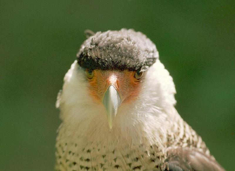 Sweet birdies, anyone? Here's a Karakara from Frankfurt Zoo - Crested Caracara; DISPLAY FULL IMAGE.
