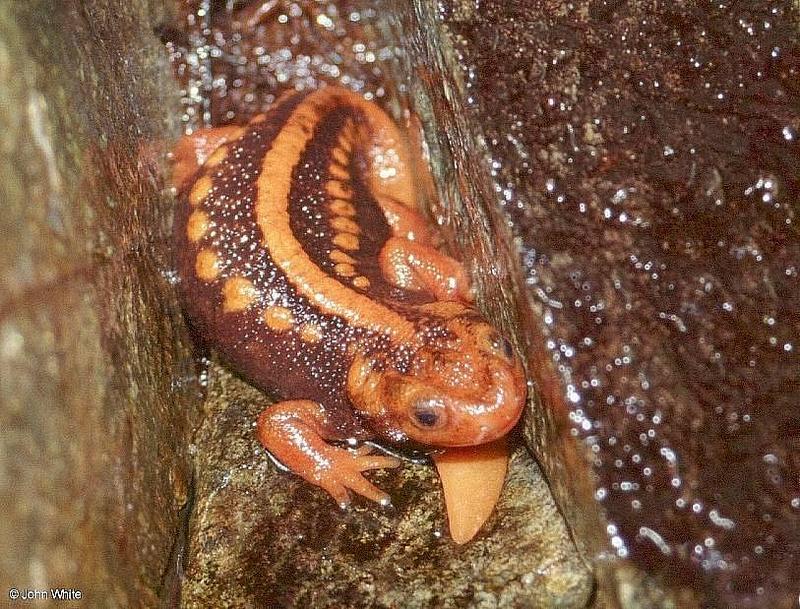 Crocodile Newt -- emperor newt, Mandarin newt or Mandarin salamander (Tylototriton shanjing); DISPLAY FULL IMAGE.