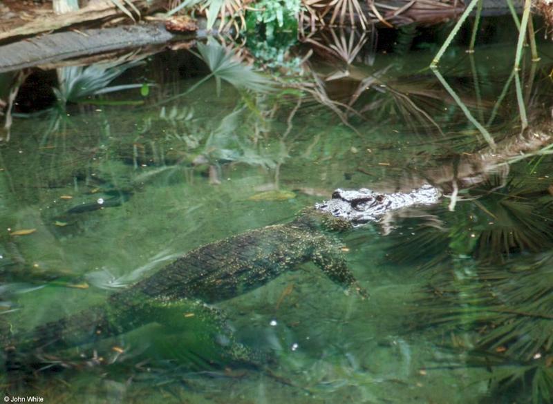 Cuban Crocodile 1 - Crocodylus rhombifer; DISPLAY FULL IMAGE.