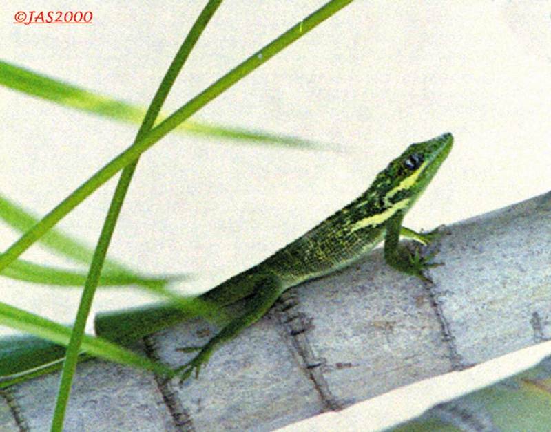 Repost with correct names.Sorry about that. File 01 of 14 - CubanKnightAnole.jpg (1/1); DISPLAY FULL IMAGE.