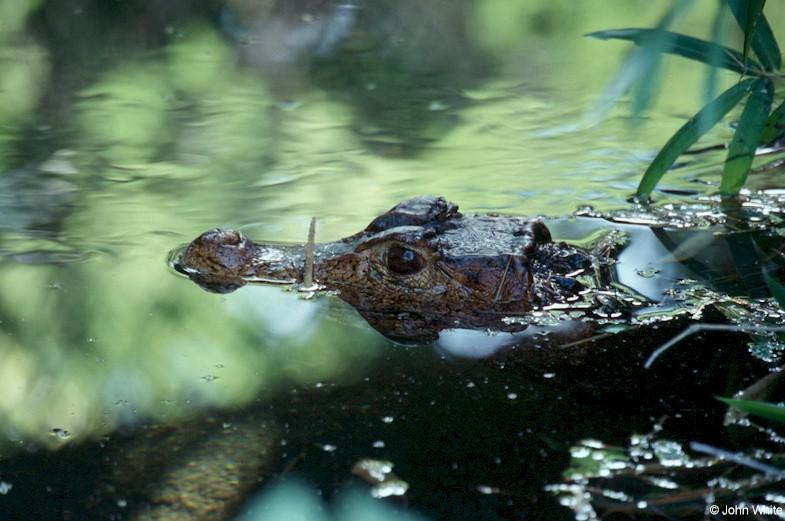 Cuvier's Dwarf Caiman (Paleosuchus palpebrosus); DISPLAY FULL IMAGE.