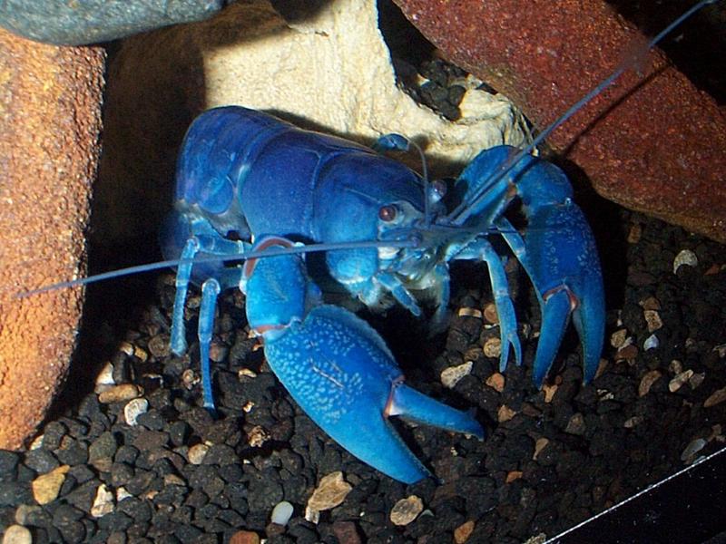 Blue Yabby Photo.; DISPLAY FULL IMAGE.