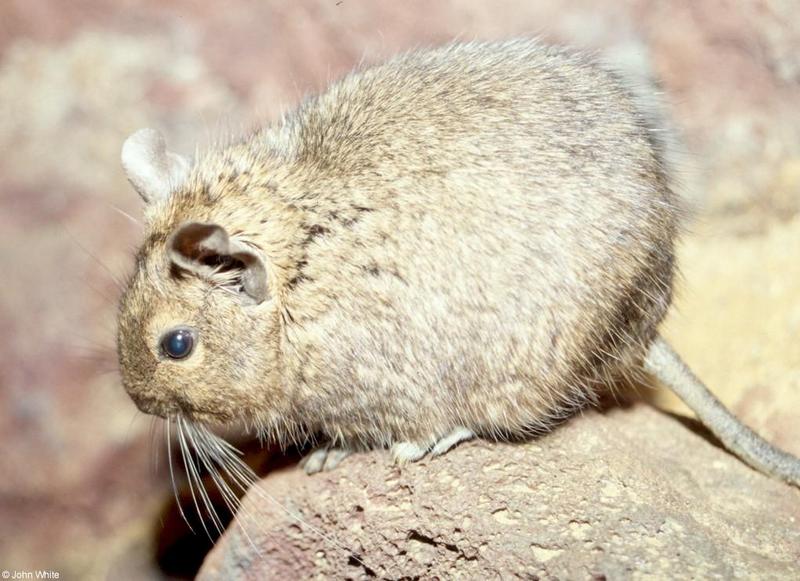 Degu (Octodon degus); DISPLAY FULL IMAGE.