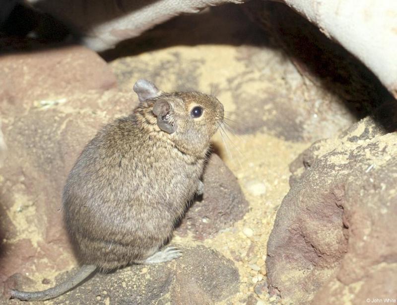 Degu (Octodon degus) 2; DISPLAY FULL IMAGE.