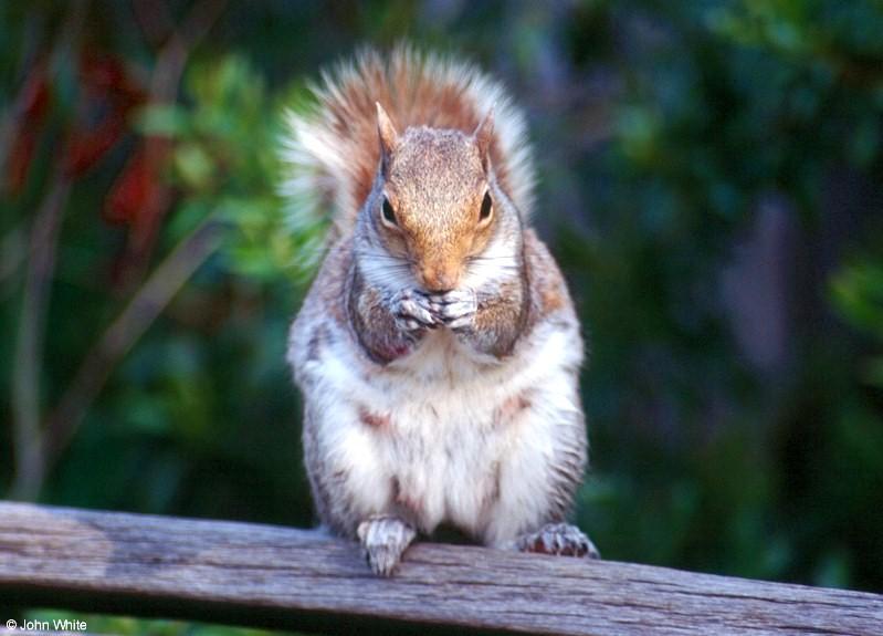 Eastern Gray Squirrel - Eastern Gray Squirrel400.jpg; DISPLAY FULL IMAGE.