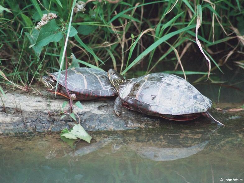 Eastern Painted Turtle; DISPLAY FULL IMAGE.
