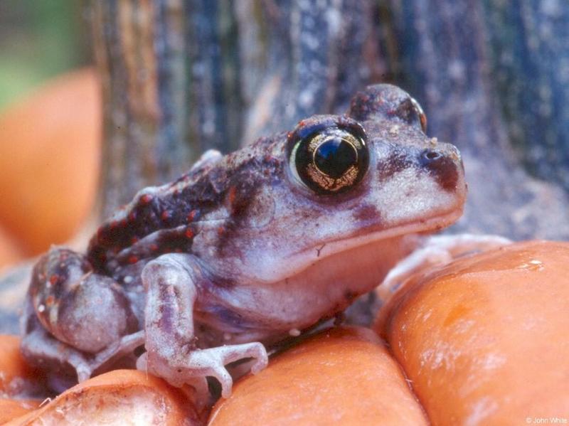 Eastern Spadefoot (Scaphiopus holbrooki); DISPLAY FULL IMAGE.