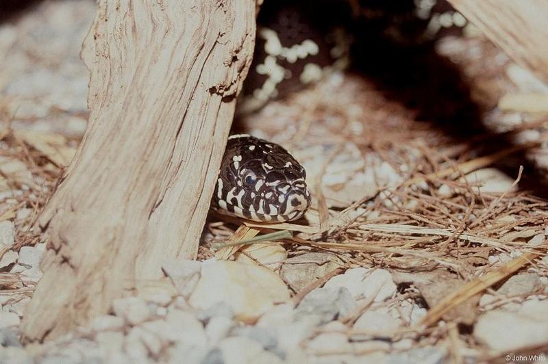 Peek-a-boo (eastern kingsnake); DISPLAY FULL IMAGE.