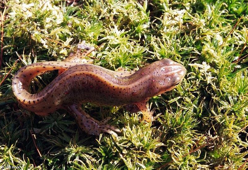 Red-spotted newt (Notophthalmus viridescens viridescens) 1; DISPLAY FULL IMAGE.