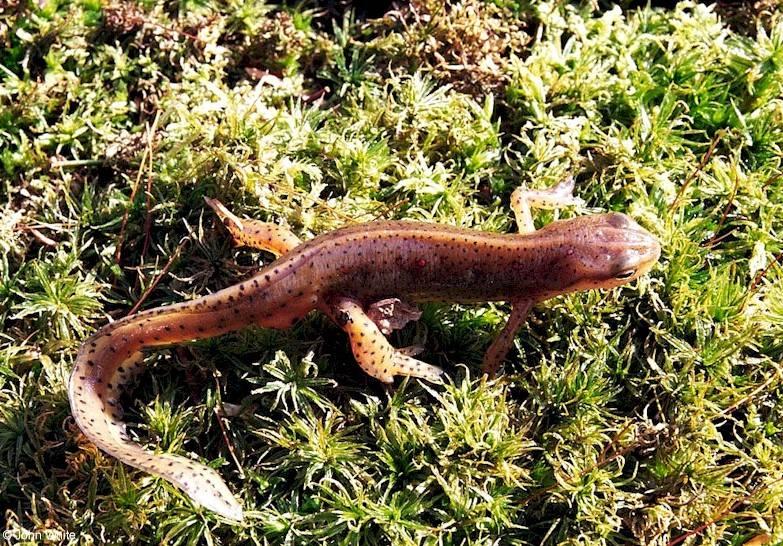 Red-spotted newt (Notophthalmus viridescens viridescens) 2; DISPLAY FULL IMAGE.