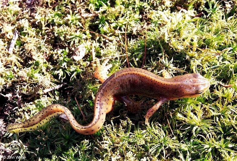 Red-spotted newt (Notophthalmus viridescens viridescens) 3; DISPLAY FULL IMAGE.