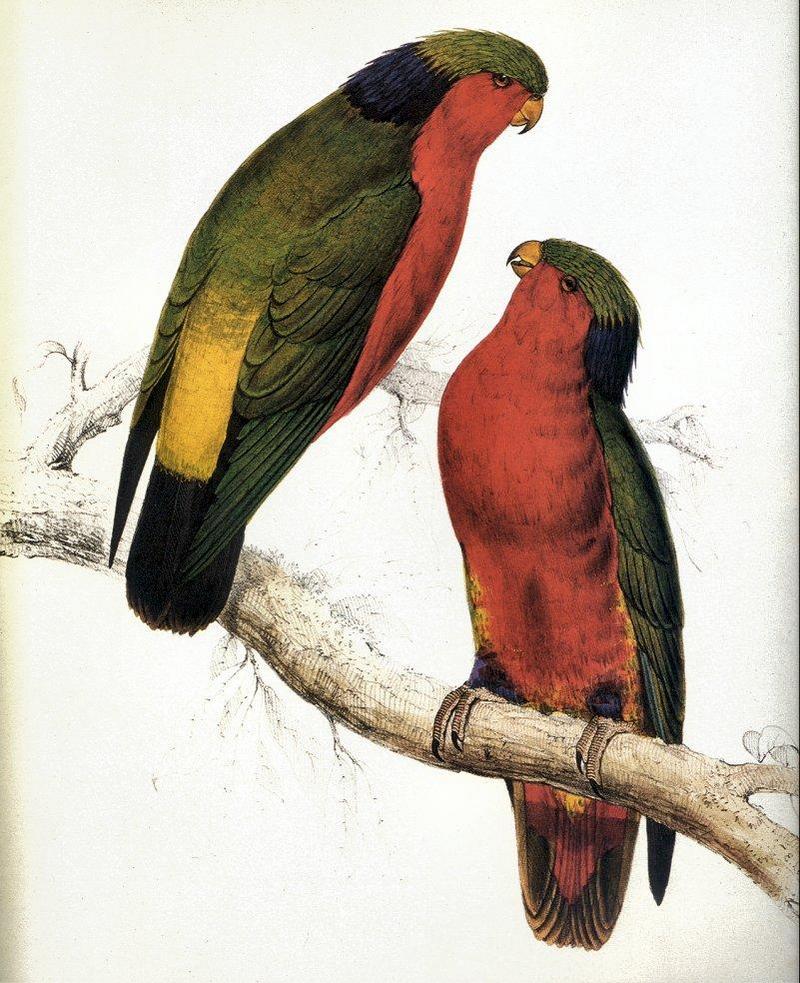 Some Birds, 2 shrews and a tortoise_Kuhl's Parrakeet; DISPLAY FULL IMAGE.