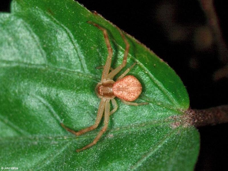 Elegant Crab Spider (Xysticus elegans); DISPLAY FULL IMAGE.