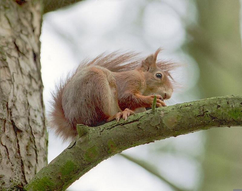 For Scarysquirrel and everybody else - Back from my trip - Tree squirrel enjoying a cone; DISPLAY FULL IMAGE.