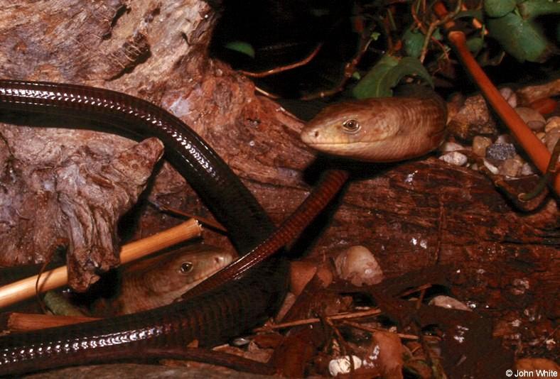 European glass lizards (Ophisaurus apodus); DISPLAY FULL IMAGE.