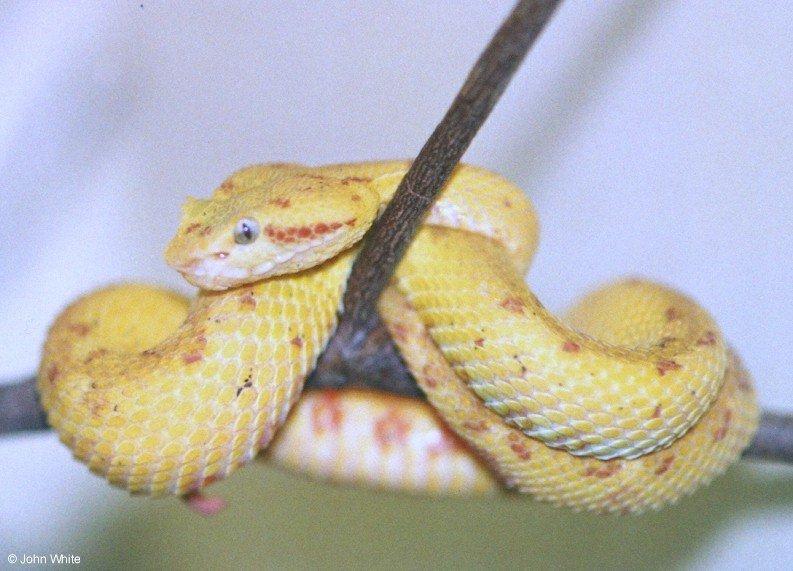 Eyelash Viper; DISPLAY FULL IMAGE.