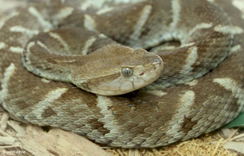 Fer-de-Lance (Bothrops atrox); DISPLAY FULL IMAGE.