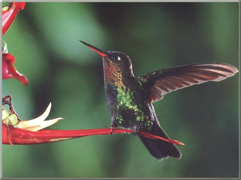 Hummingbird  4 of 12 - Firey-throated Hummingbird 01; DISPLAY FULL IMAGE.