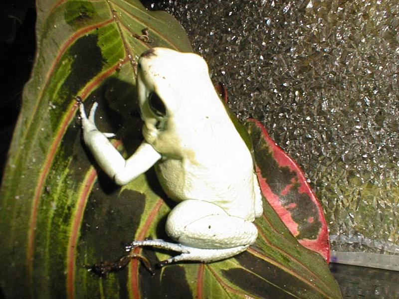 Phyllobates terribilis; DISPLAY FULL IMAGE.