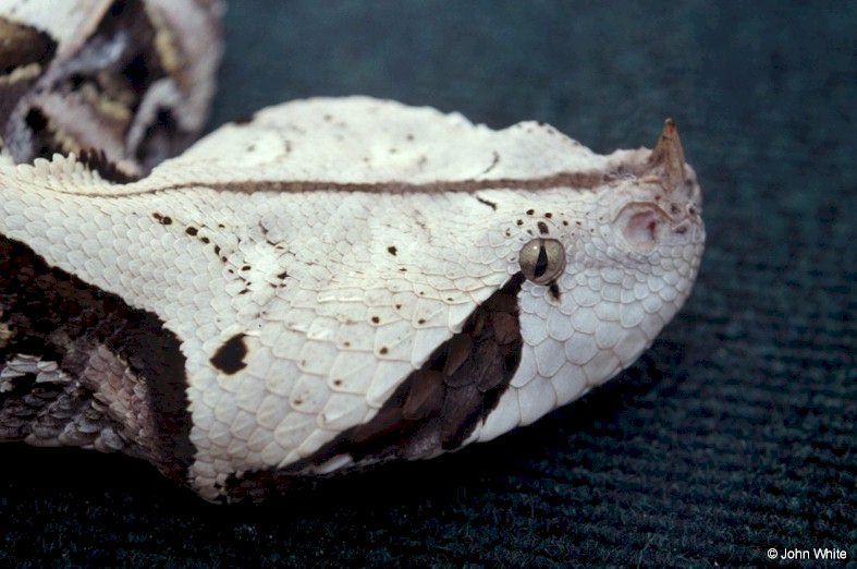 Gaboon Viper; DISPLAY FULL IMAGE.