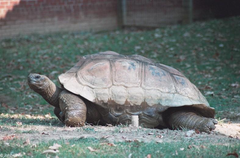 Galapagos Tortoise 1; DISPLAY FULL IMAGE.