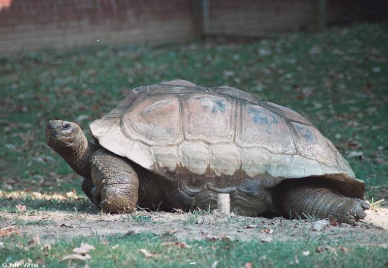 Galapagos Tortoise 2; DISPLAY FULL IMAGE.