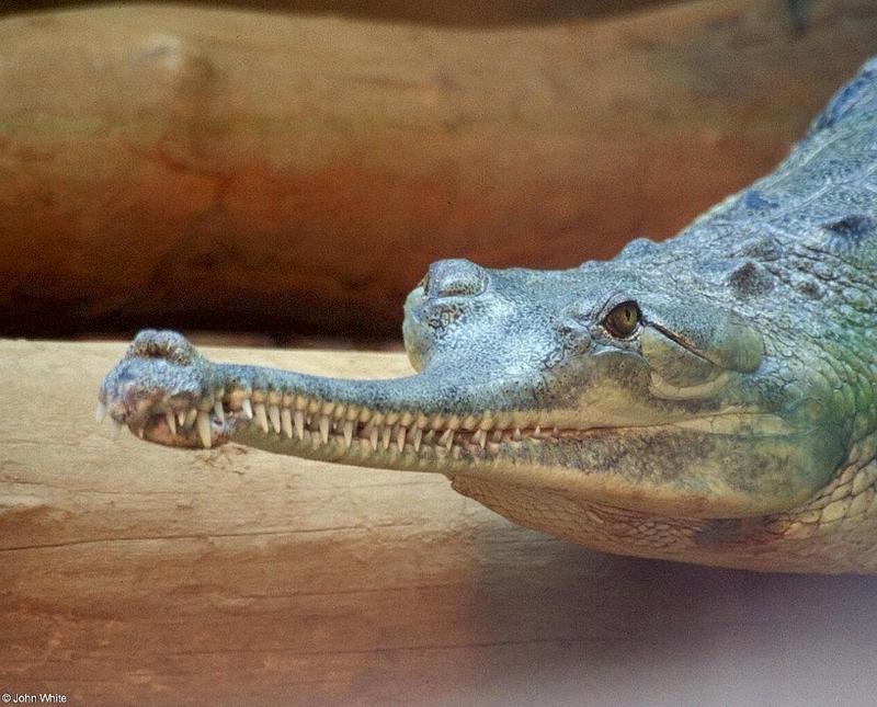 Gharial; DISPLAY FULL IMAGE.