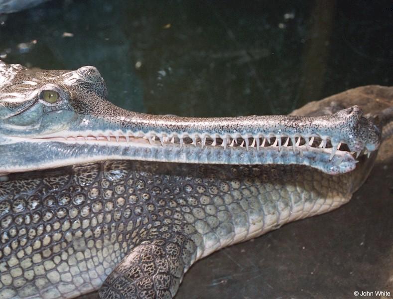 Gharial2; DISPLAY FULL IMAGE.