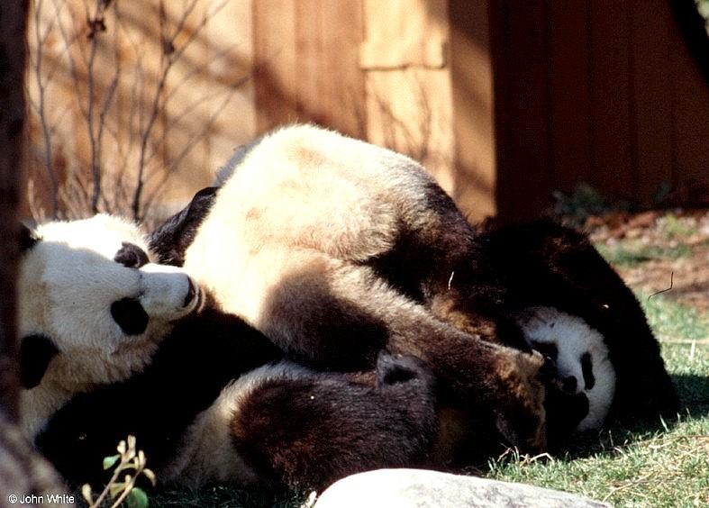 Giant Pands at Play  [09/11] - Giant Panda018.jpg (1/1); DISPLAY FULL IMAGE.