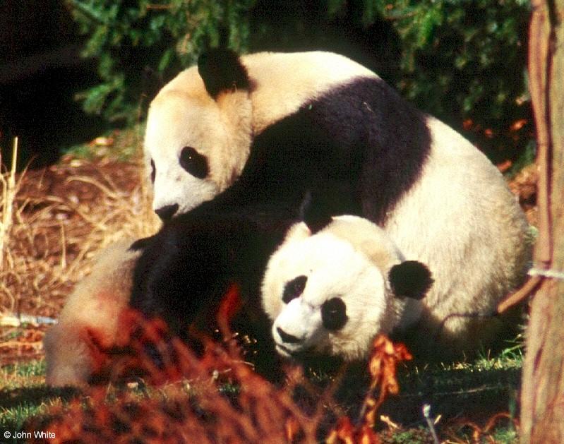 Giant Panda(s)  [02/15] - Giant Pandas001a.jpg (1/1); DISPLAY FULL IMAGE.