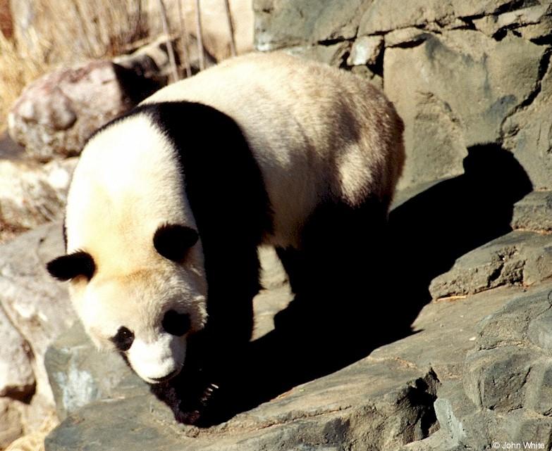 Giant Panda(s)  [04/15] - Giant Pandas003.jpg (1/1); DISPLAY FULL IMAGE.