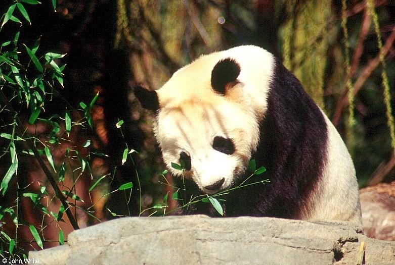 Giant Panda(s)  [07/15] - Giant Pandas006.jpg (1/1); DISPLAY FULL IMAGE.