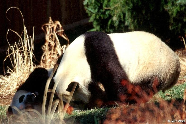 Giant Panda(s)  [08/15] - Giant Pandas007.jpg (1/1); DISPLAY FULL IMAGE.