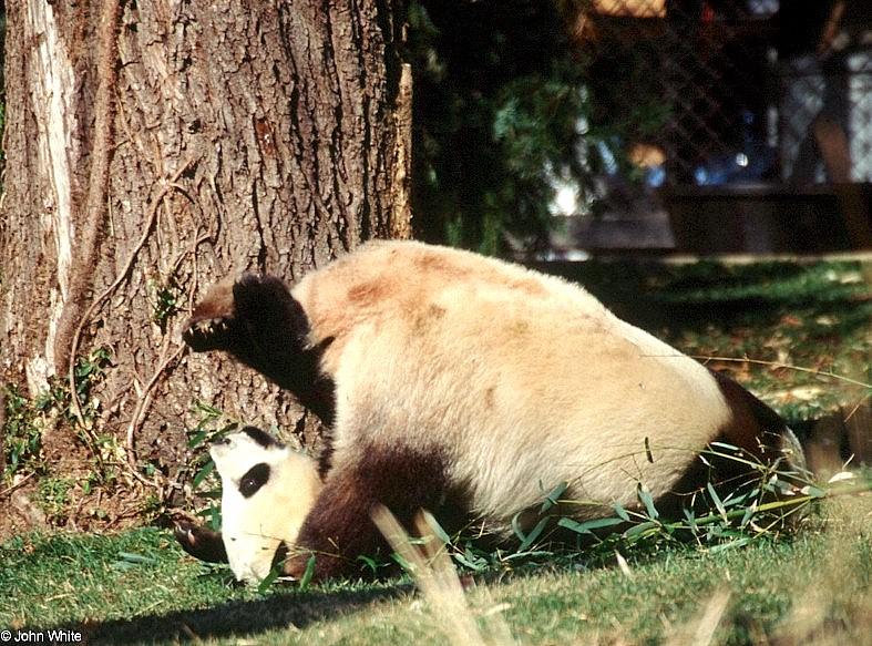 Giant Panda(s)  [10/15] - Giant Pandas009.jpg (1/1); DISPLAY FULL IMAGE.