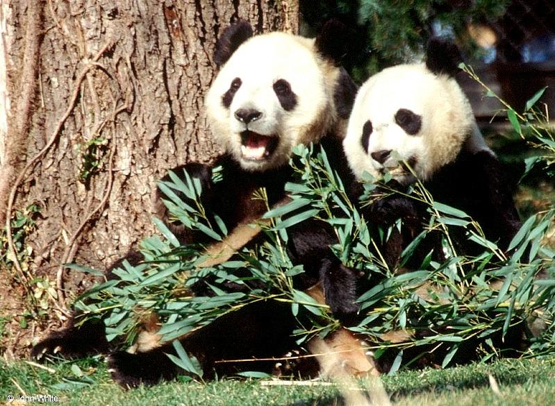 Giant Panda(s)  [11/15] - Giant Pandas010.jpg (1/1); DISPLAY FULL IMAGE.