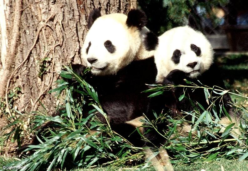 Giant Panda(s)  [15/15] - Giant Pandas014.jpg (1/1); DISPLAY FULL IMAGE.