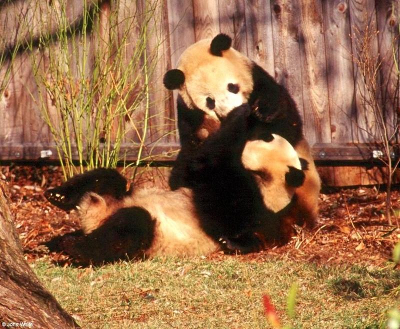 (Giant Pandas] [2/9] - giant panda002.jpg (1/2); DISPLAY FULL IMAGE.