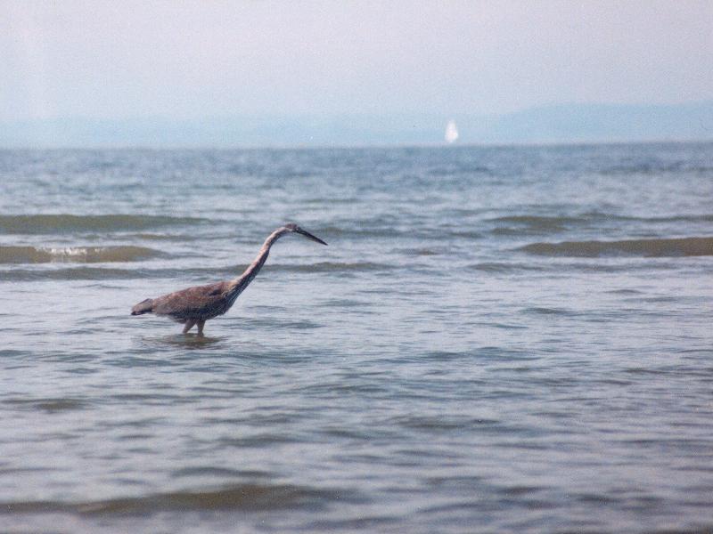 new = great blue heron (Ardea herodias); DISPLAY FULL IMAGE.