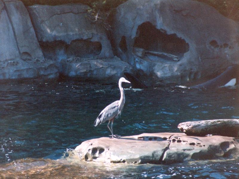 New = great blue heron (Ardea herodias); DISPLAY FULL IMAGE.
