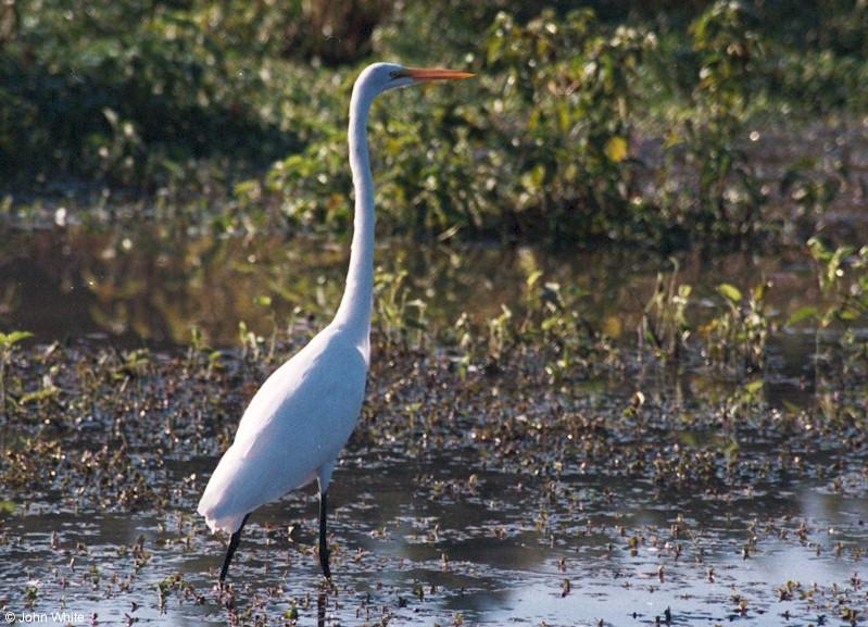 A few more shots of Great Egrets 1; DISPLAY FULL IMAGE.