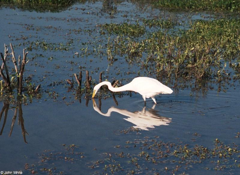 A few more shots of Great Egrets 2; DISPLAY FULL IMAGE.