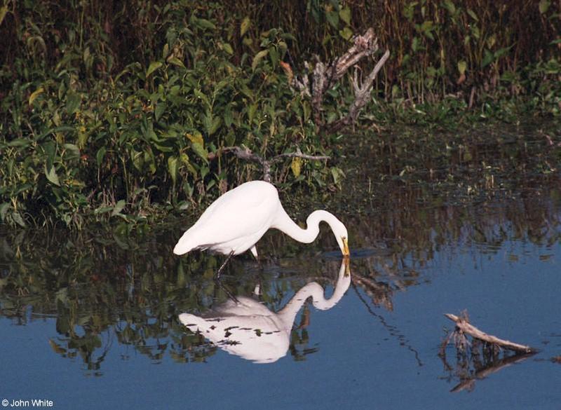 A few more shots of Great Egrets 4; DISPLAY FULL IMAGE.