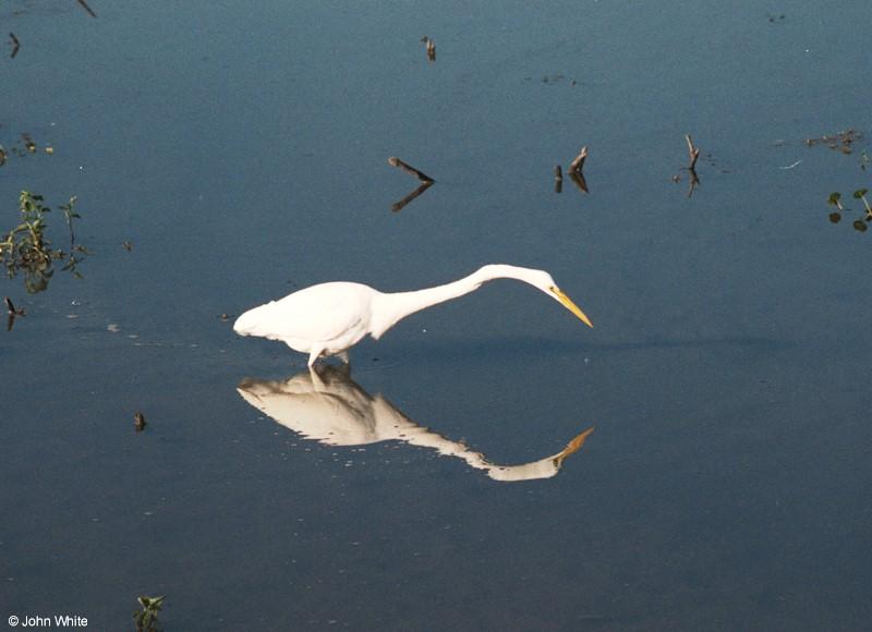 Great Egret Hunting; DISPLAY FULL IMAGE.