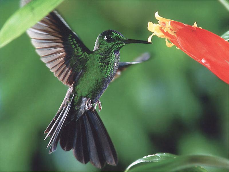 Hummingbird  5 of 12 - Green-crowned Brilliant Hummingbird 02; DISPLAY FULL IMAGE.