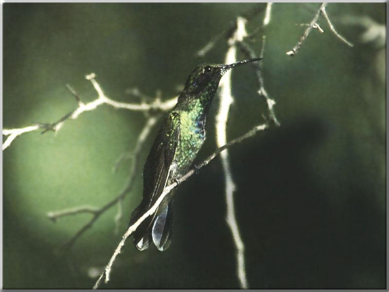 Hummingbird - Green Violet-eared Hummingbird 04; DISPLAY FULL IMAGE.