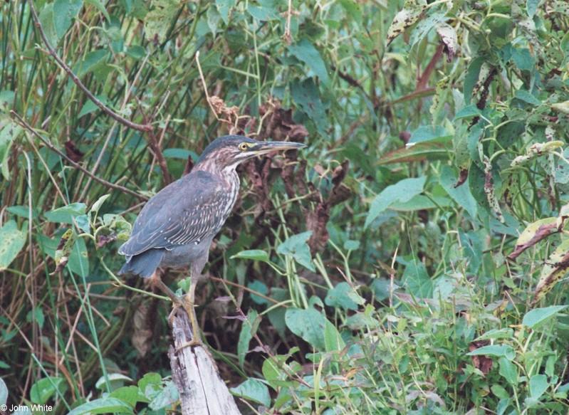 Green Heron 1; DISPLAY FULL IMAGE.
