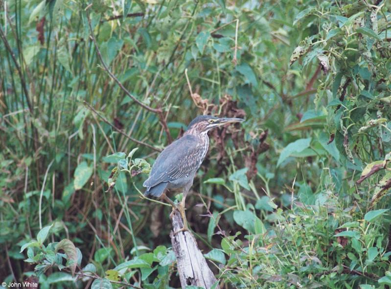 Green Heron 2; DISPLAY FULL IMAGE.