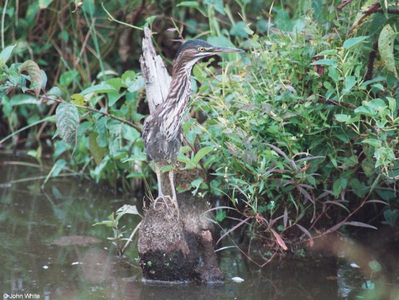 Green Heron 3; DISPLAY FULL IMAGE.