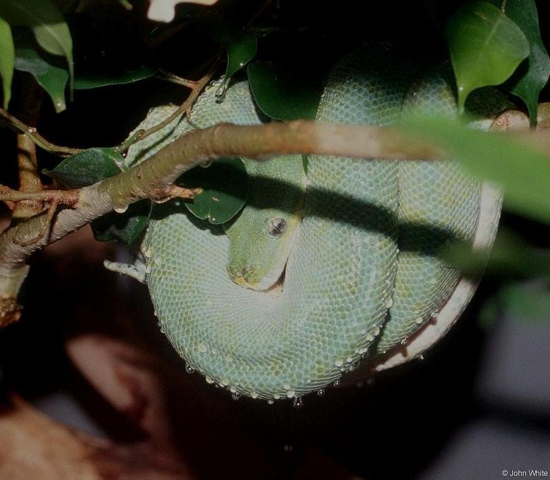 Green Tree Python; DISPLAY FULL IMAGE.